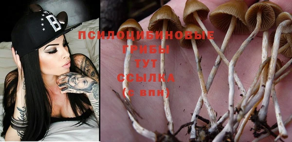 прущие грибы Мегион
